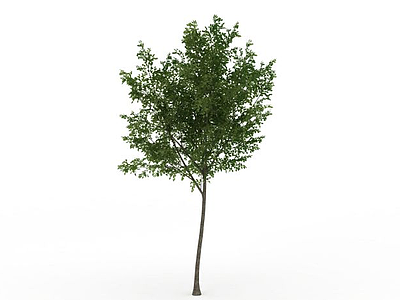 绿化阔叶树模型