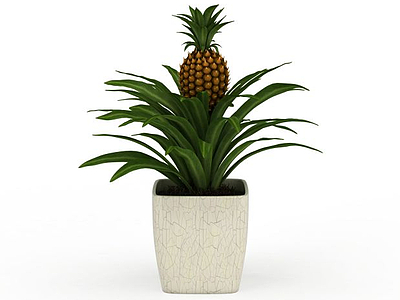 3d菠萝盆栽模型