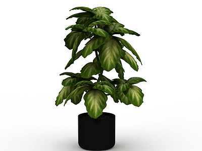 3d办公室盆栽植物模型