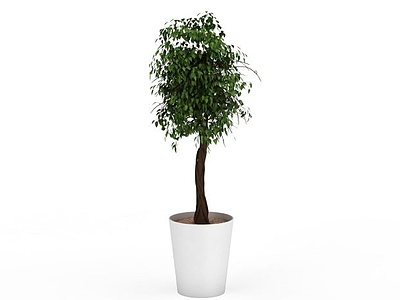 树苗盆栽模型3d模型