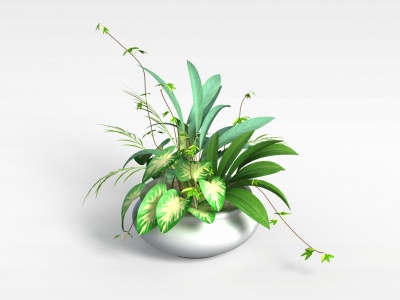 3d精美绿植模型
