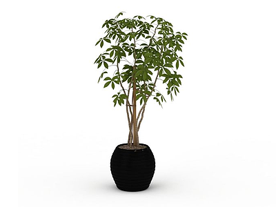 3d树苗盆栽模型