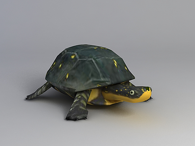3d乌龟免费模型