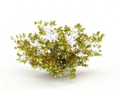 3d青绿小植物模型