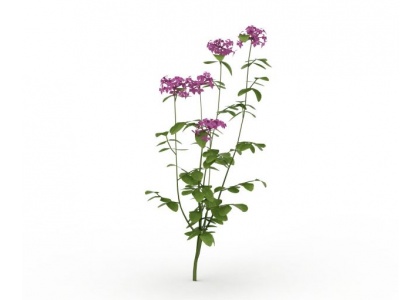 3d紫色花朵模型