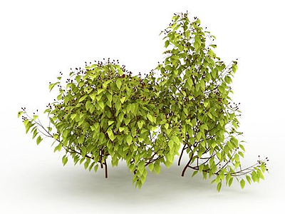 3d尖叶植物模型