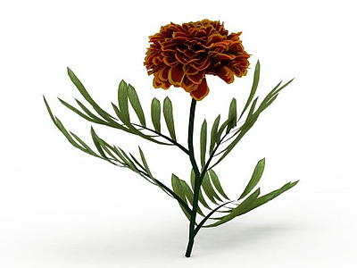 3d红花植物模型