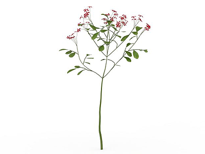 3d红花植物模型