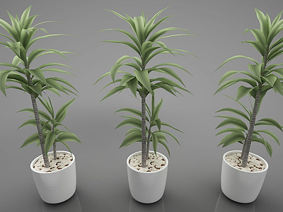 3d现代风格植物模型