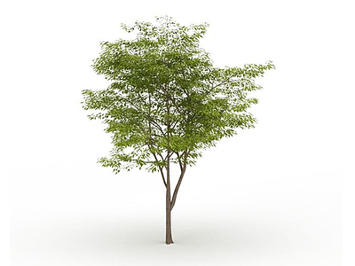 3d行道树模型