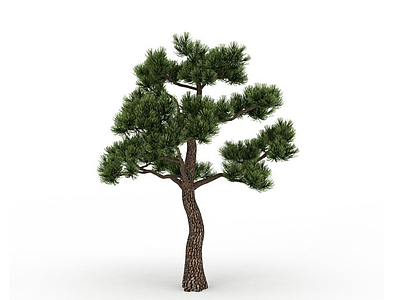 3d针叶常青树模型