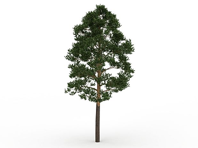 3d园林常青树模型