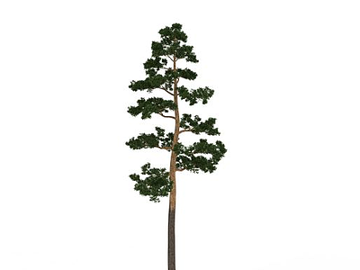 常青松树模型3d模型