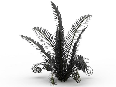 蕨类植物模型3d模型