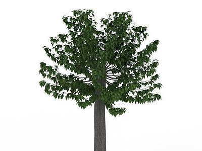 3d道路装饰树免费模型