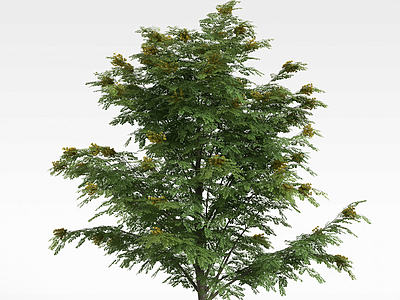 3d细叶绿树模型