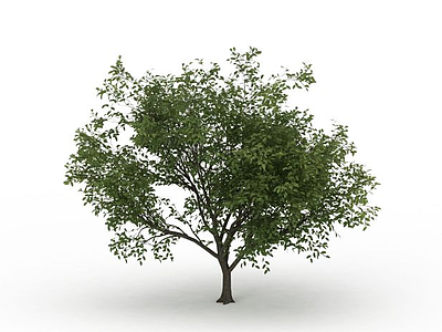 3d细叶观赏树免费模型