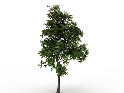 园林细叶观赏树模型3d模型