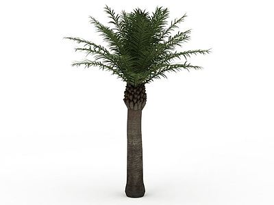 3d热带针叶树木模型