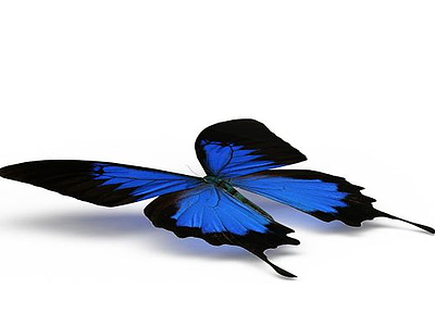 3d蓝色蝴蝶模型