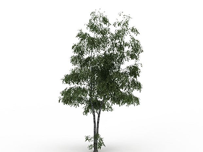 3d细叶观赏树模型