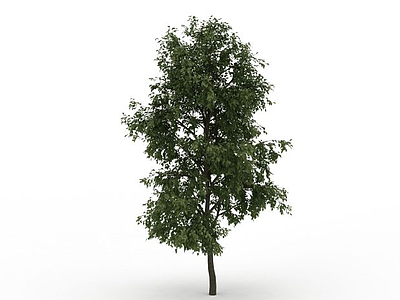 3d院落绿化树木模型