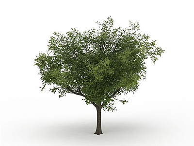 3d绿色落叶植被免费模型