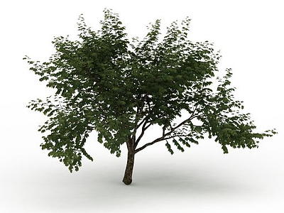 公园落叶树模型3d模型