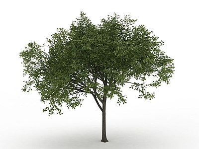 园林观赏落叶树模型3d模型
