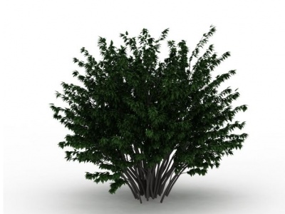 室外景观树模型3d模型