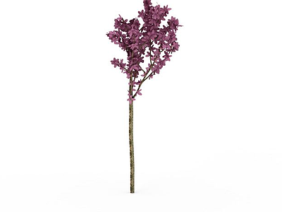 景观紫花树模型