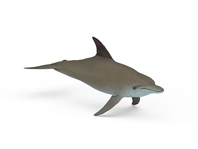 白鲸模型3d模型