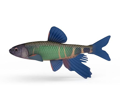 3d热带鱼免费模型