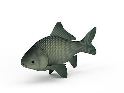 鲤鱼模型3d模型