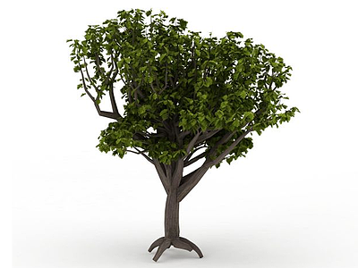3d观赏绿色树木模型