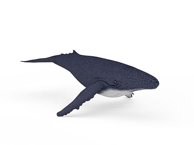 3D鲸鱼模型