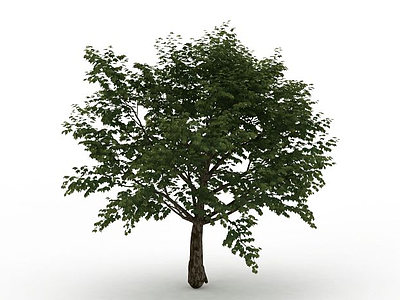 圆形落叶树模型3d模型