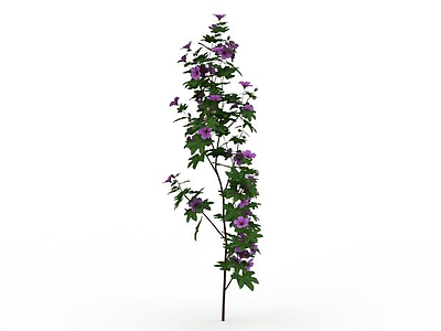 3d紫色花模型