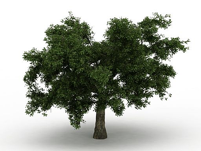 大树3d模型
