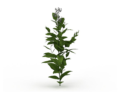 3d绿叶植物模型