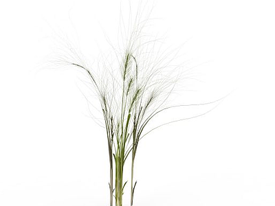 植物野草模型3d模型