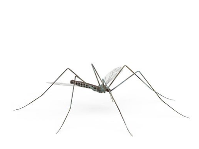 蚊子模型3d模型