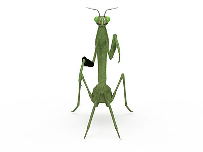 3d陆地动物螳螂免费模型