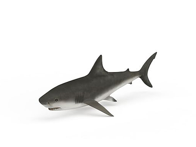 鲨鱼模型3d模型