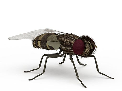 苍蝇模型3d模型