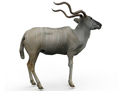 捻角羚模型