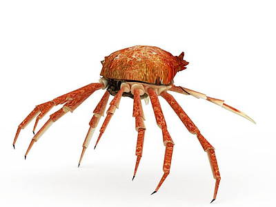 动物螃蟹海蟹模型
