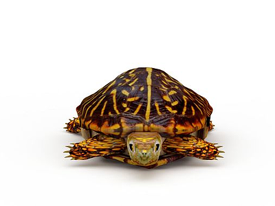 乌龟海龟模型3d模型