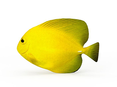 3d黄色小海鱼免费模型
