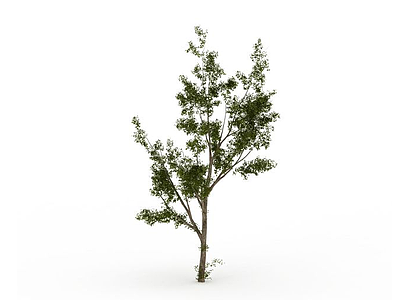 3d小树模型